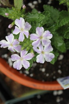 May14_lantana