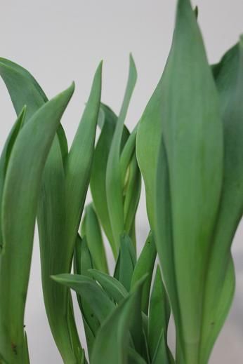 tulips_jan30