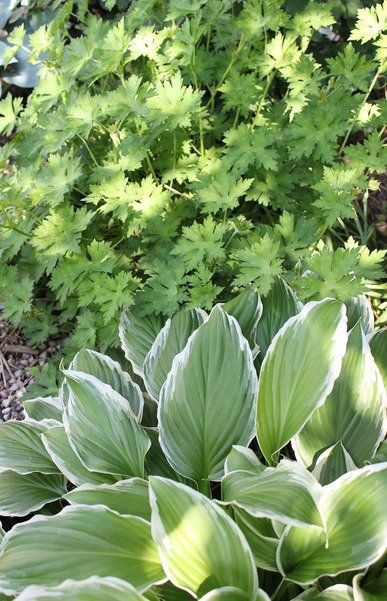 June20_hosta1