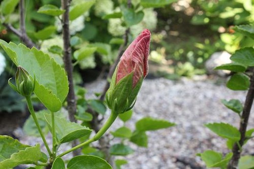 Aug5_hibiscus