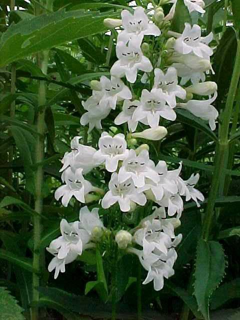 Penstemon_digitalis