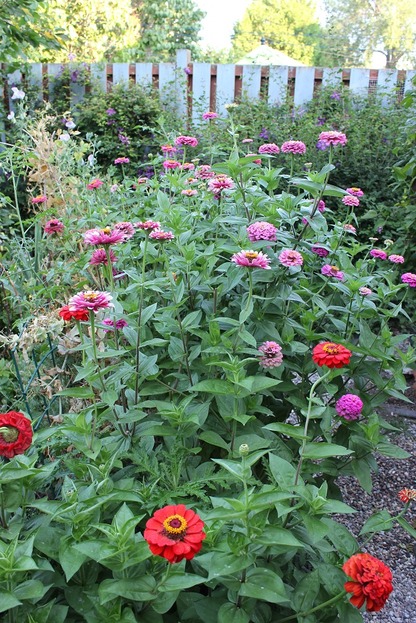 Sept7_zinnias1