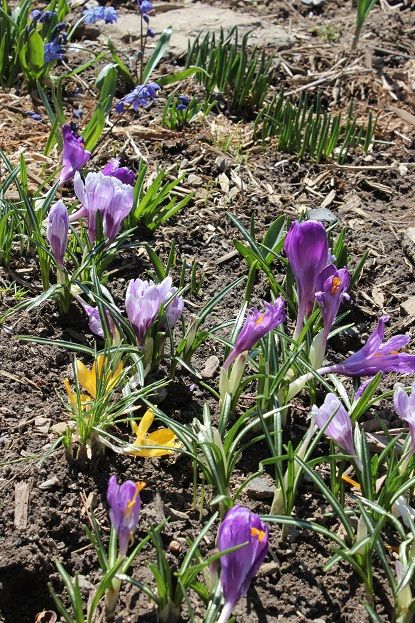 April20_crocus