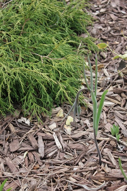 Apr25_fritilaria