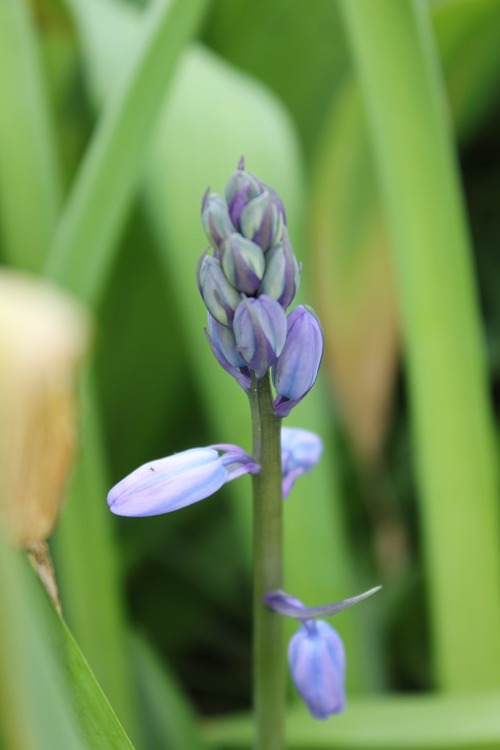 May27_camassia