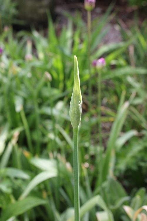 May22_allium