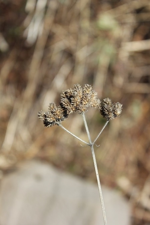 March19_vb