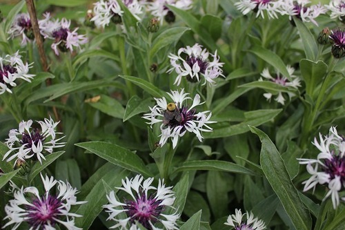 June5_centaurea1