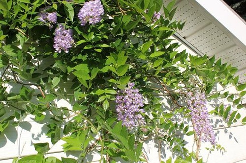 June22_wisteria1