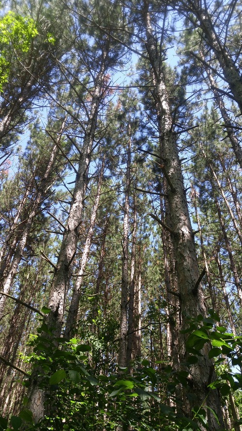 July8_Kortright (6)