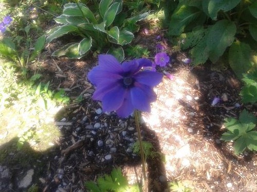 july14_anemone