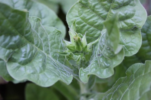 Sept20_nicotiana