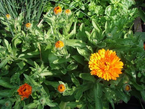 july22_calendula