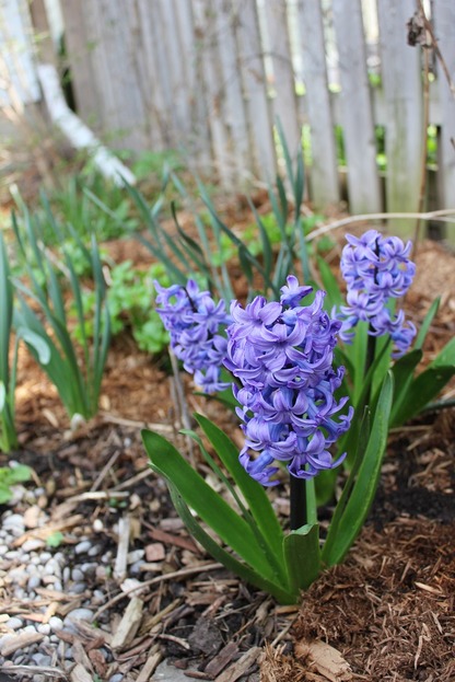 May7_hyacinth