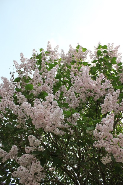 May27_lilac3