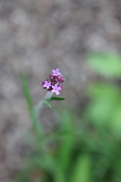 July27_ (36)
