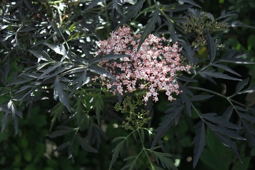 June_10_bl1