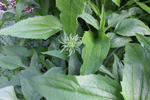 June2_echinacea