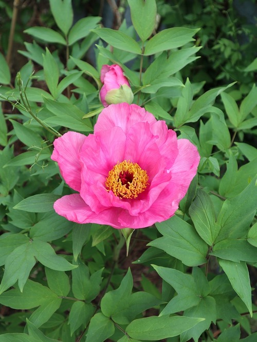 May25 (7-2)