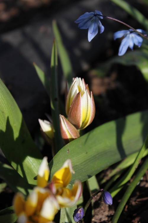 May3_ttarda2