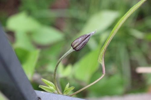 June17_ (133)