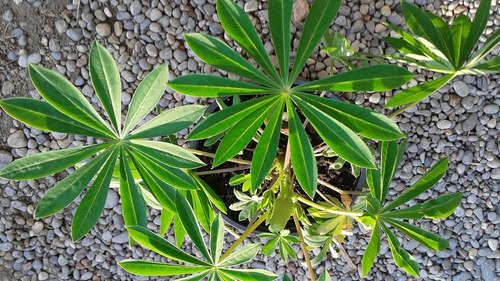 lupin