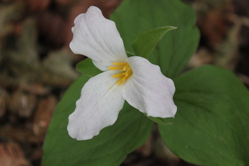 May17_trillium