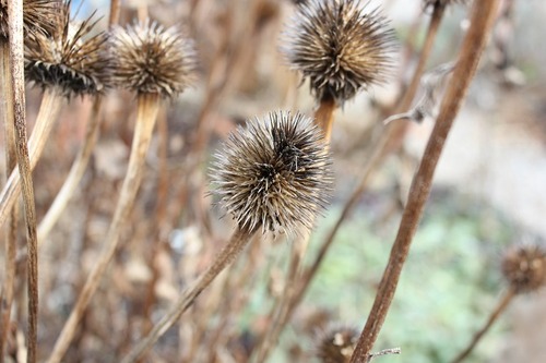 Dec21_echinacea