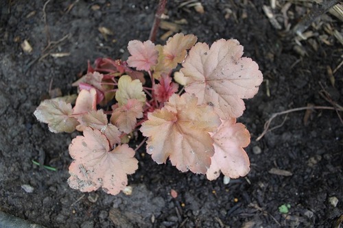 May17_heuchera