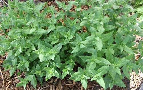June7_salvia