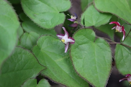 May13_epimedium2