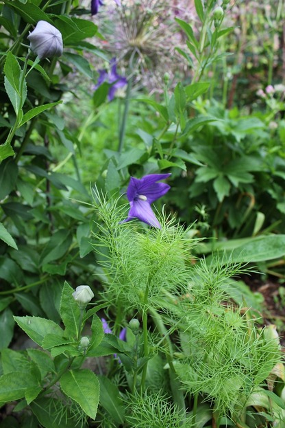 July5_nigella