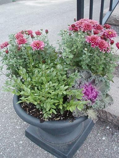 mumplanter1