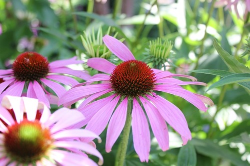 July27_echinacea2