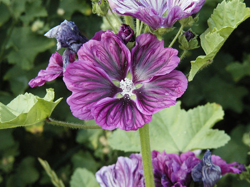 malva