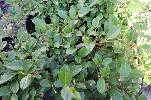 June22_cotoneaster
