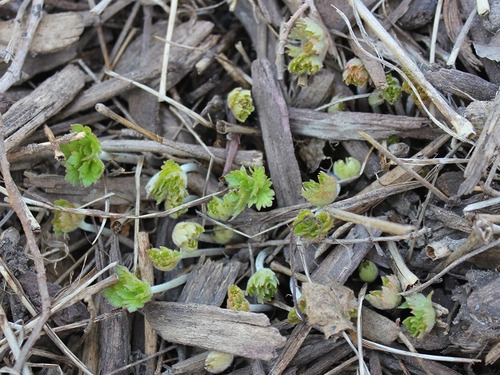 Apr23_gr