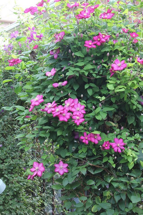July8_ (68)