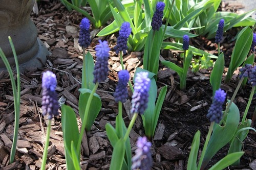 May11_muscari1