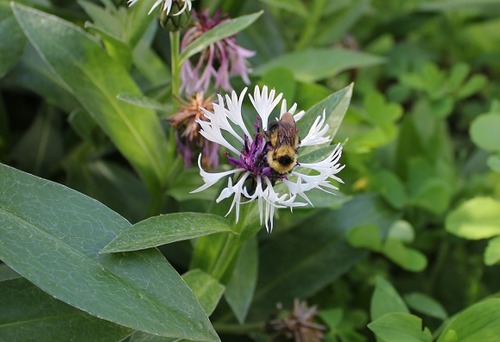 June13_centaurea