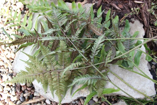 Oct30_ferns