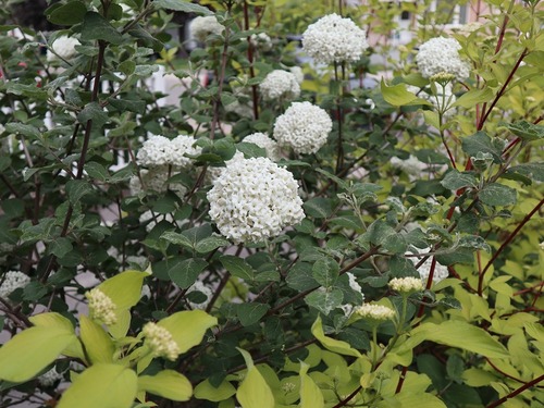 May26 (11)