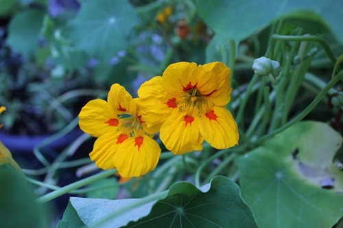 July19_nasturtium