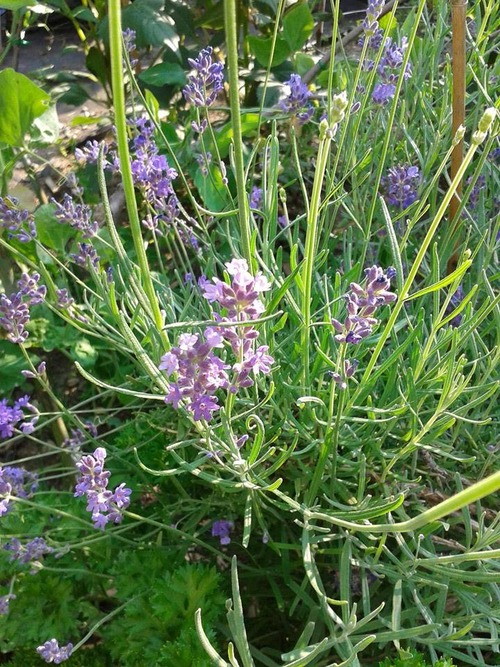 July18_lavender