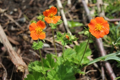 May14_geum3