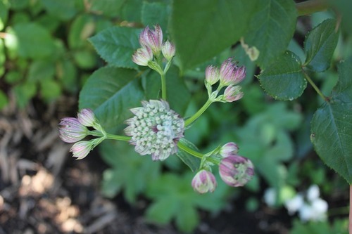 June22_astrantiaRC