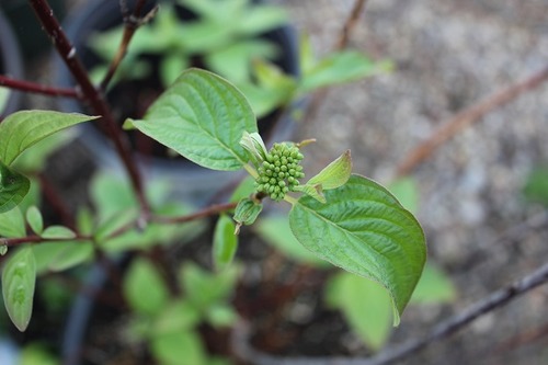 May10_willow