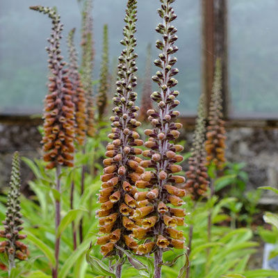 Digitalis parviflora MILK CHOCOLATE