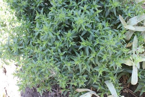 Aug24_aster