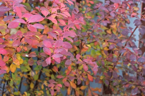 Nov28_bbrc3